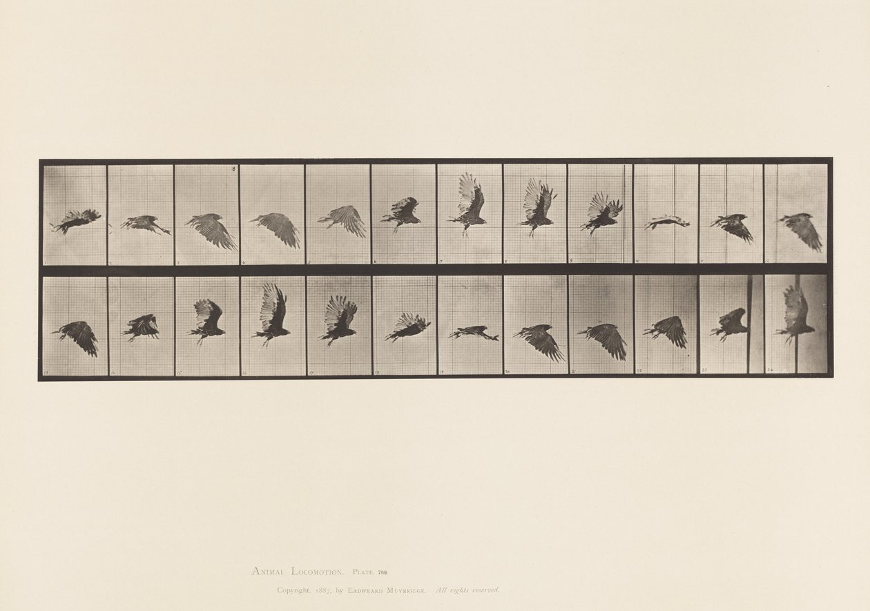 Placa 766. Abutre; Voar de Eadweard Muybridge