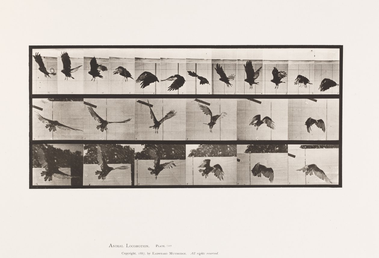 Placa 767. Abutre; Voar de Eadweard Muybridge