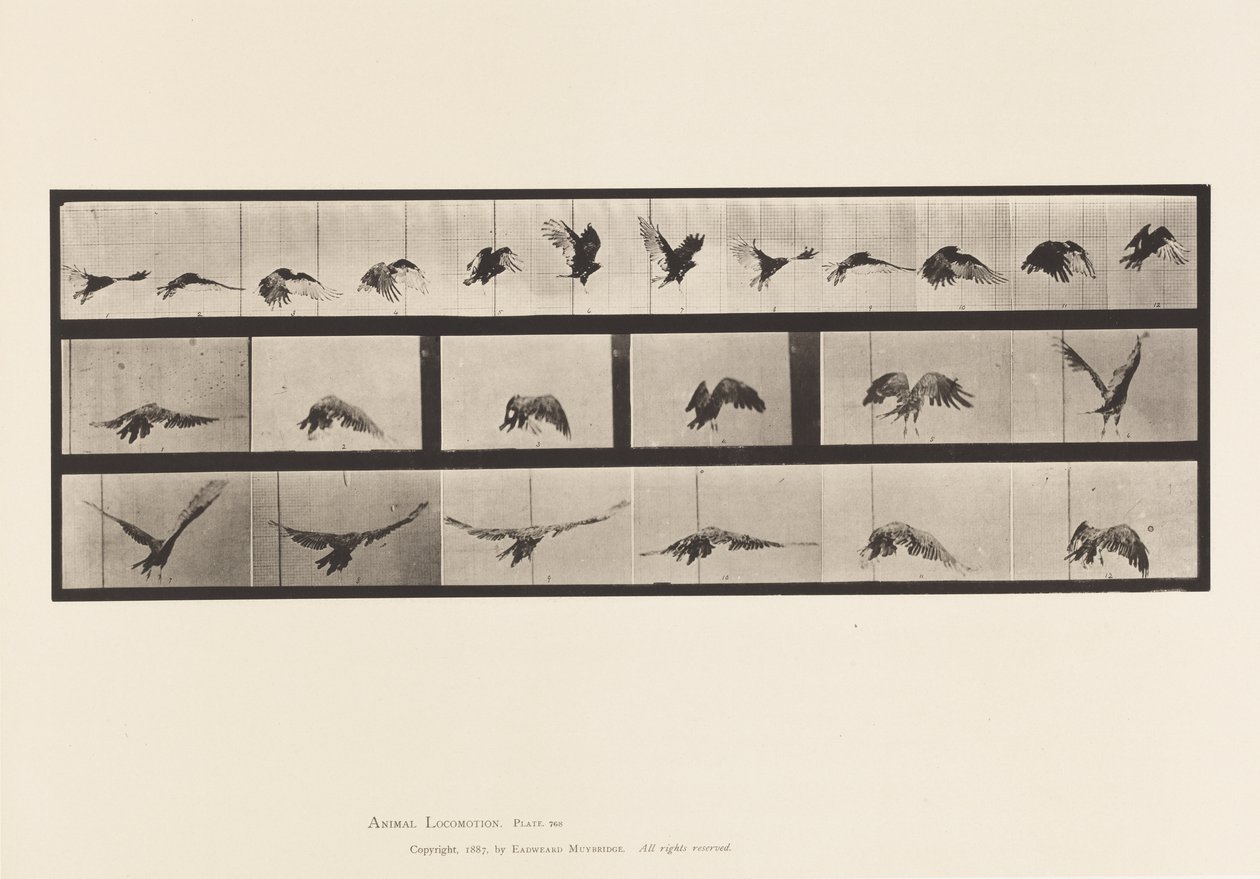 Placa 768. Abutre; Voar de Eadweard Muybridge