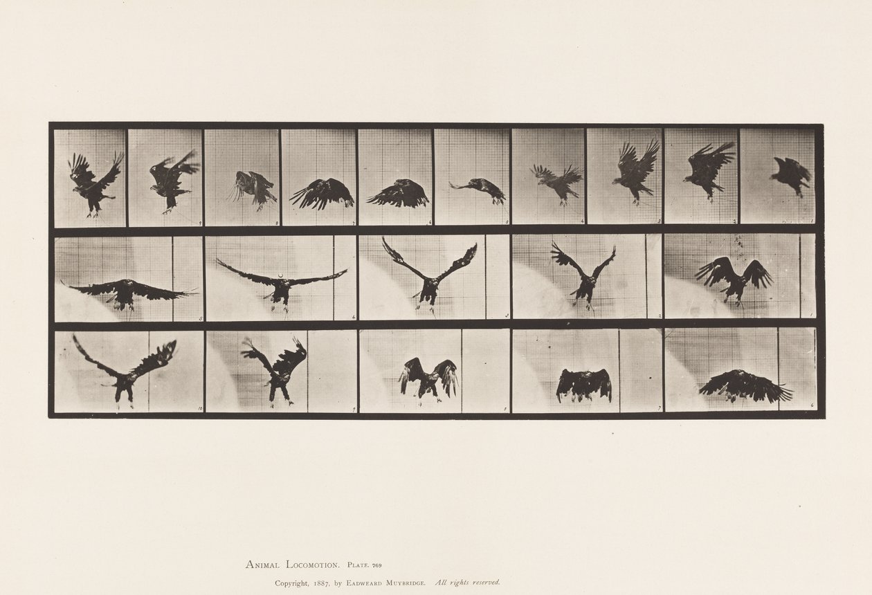 Prato 769. Águia Americana; Voando de Eadweard Muybridge