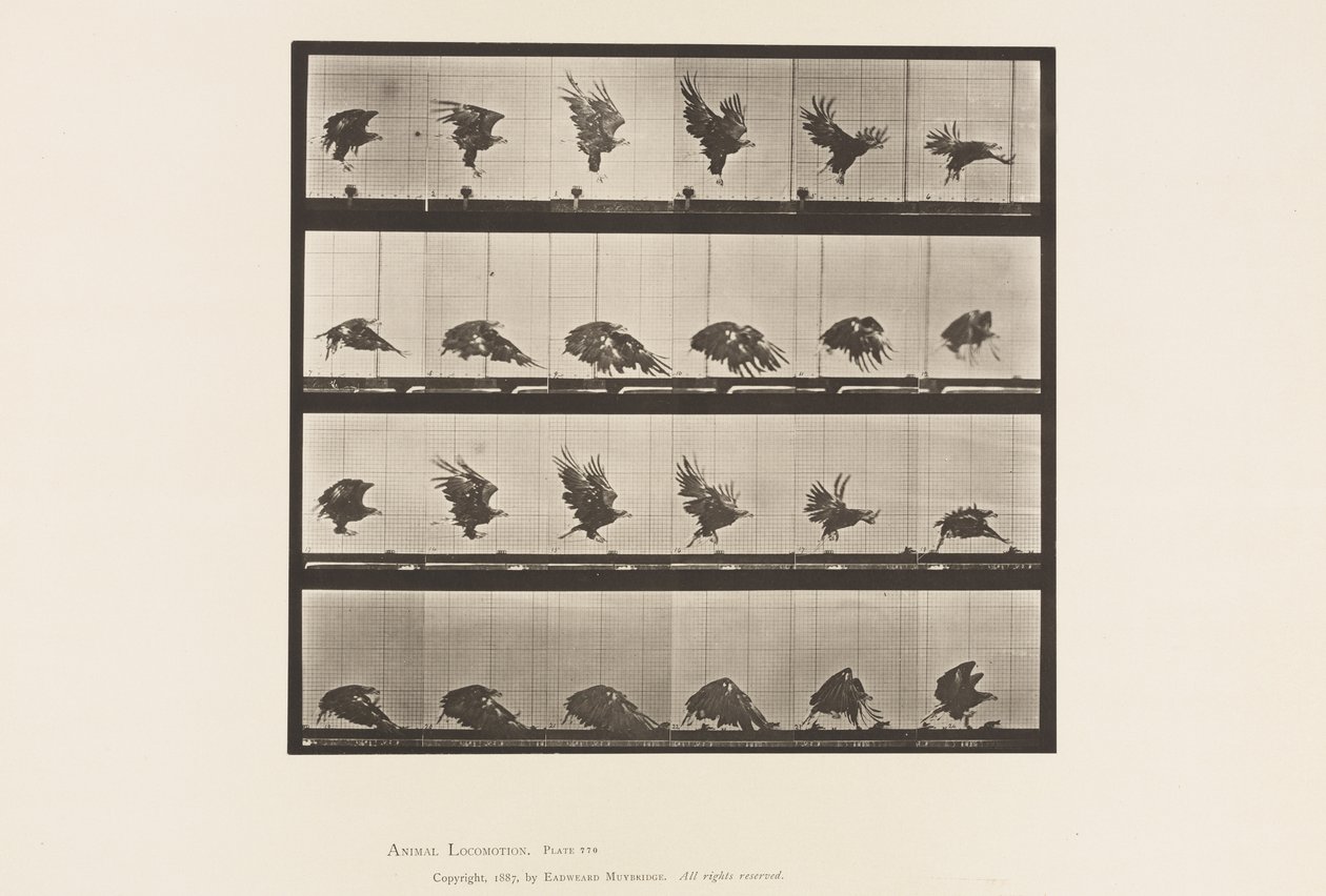 Placa 770. Águia Americana; Voando Perto do Solo de Eadweard Muybridge