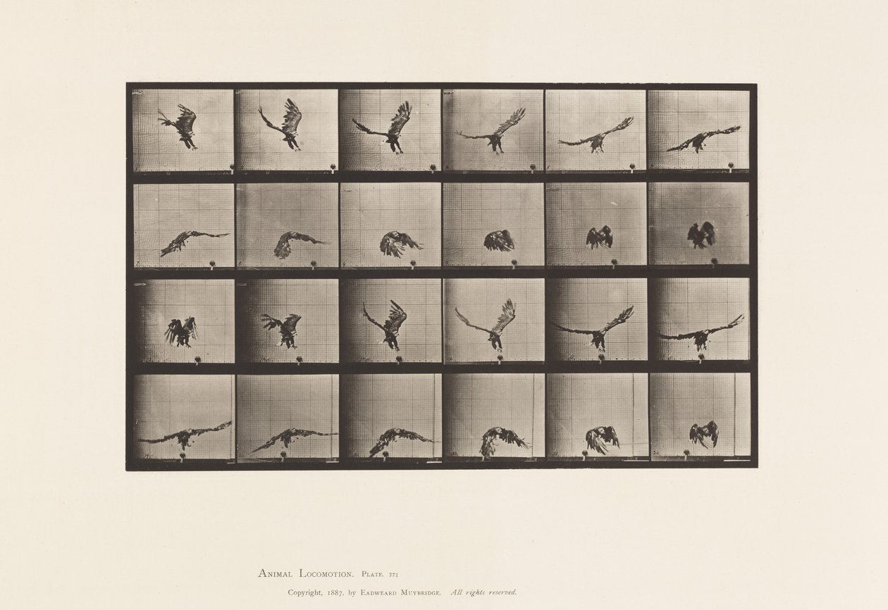 Prato 771. Águia Americana; Voando Perto do Solo de Eadweard Muybridge