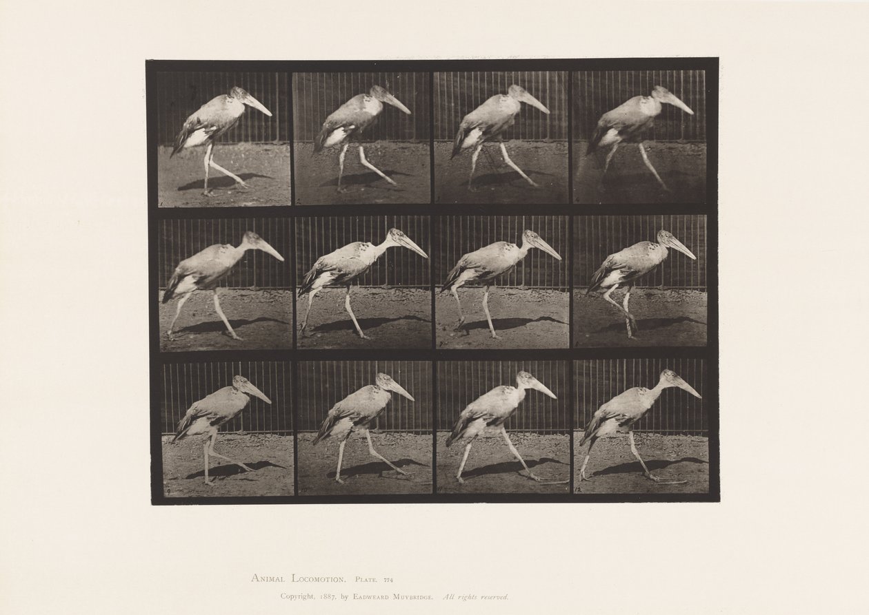 Prato 774. Ajudante; Andar a pé de Eadweard Muybridge