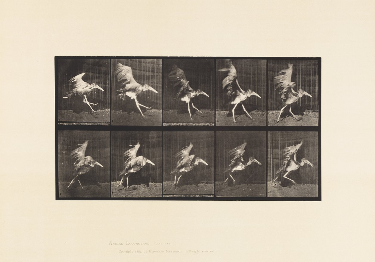 Prato 775. Ajudante; Flying Run de Eadweard Muybridge