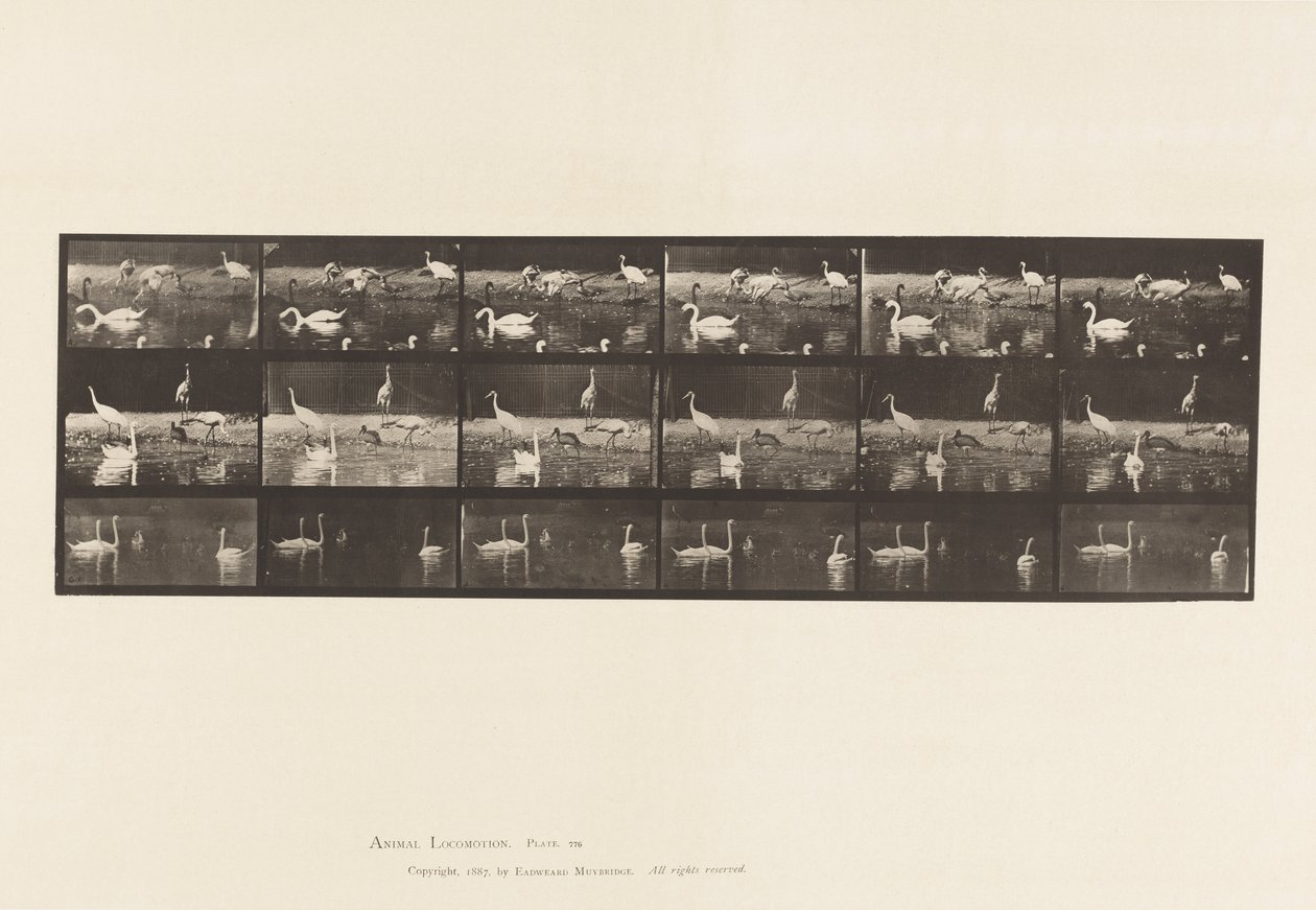 Placa 776. Cisnes, etc., A, B, C de Eadweard Muybridge