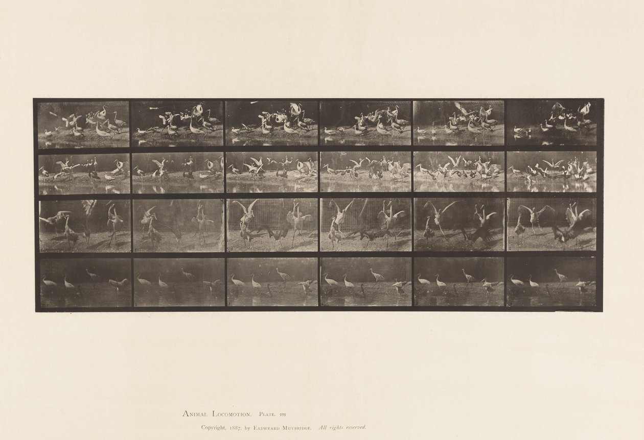 Placa 777. Cegonhas; etc, A, B, C, D de Eadweard Muybridge
