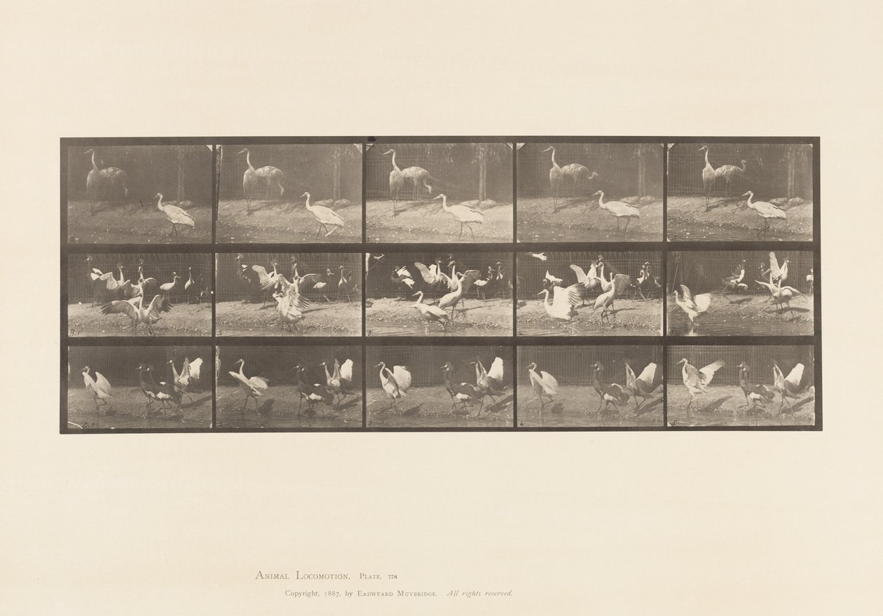 Placa 778. Cegonhas; etc, A, B, C de Eadweard Muybridge