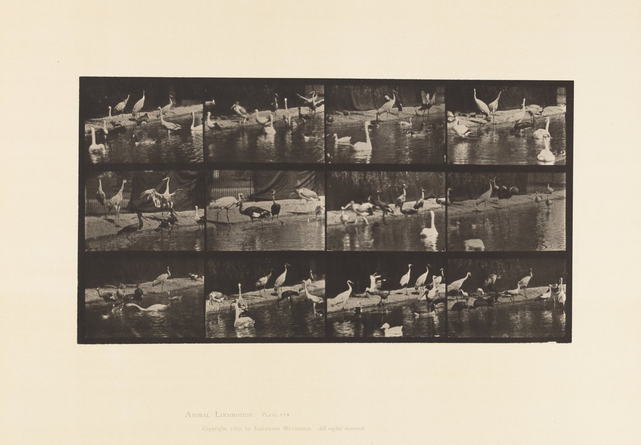 Prato 779. Cegonhas; Cisnes, etc. de Eadweard Muybridge