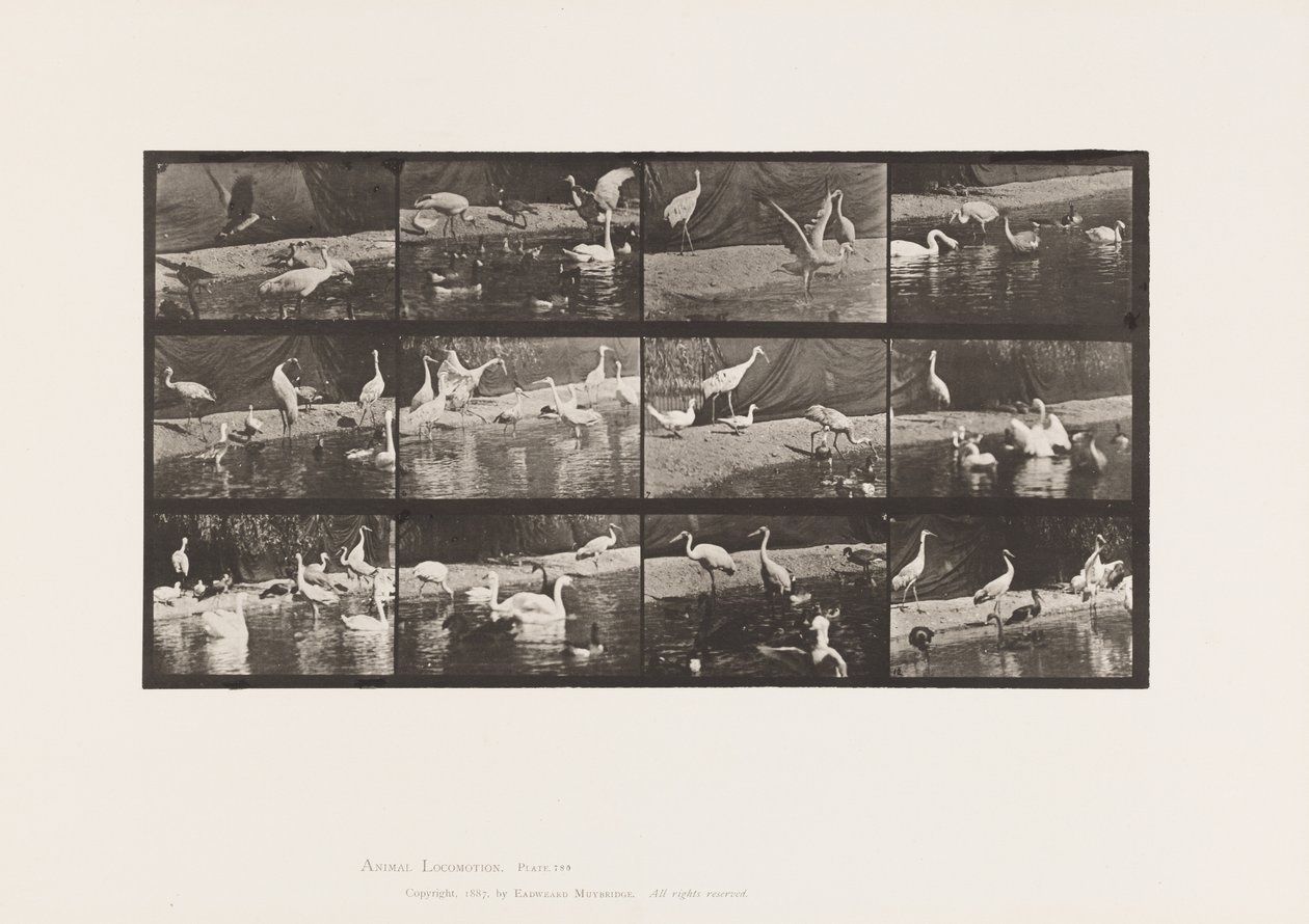Placa 780. Cegonhas; Cisnes, etc. de Eadweard Muybridge