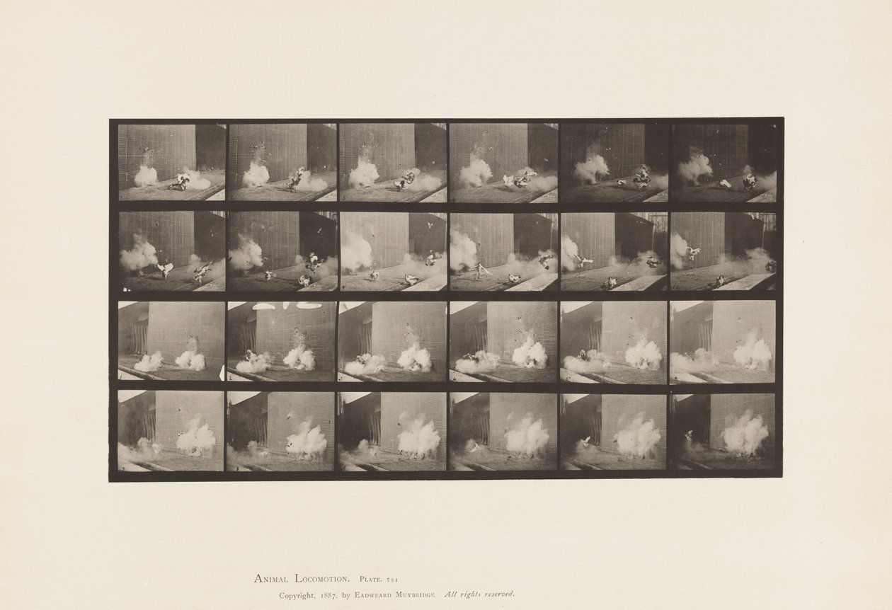 Placa 781. Frangos; Assustados pelo Torpedo de Eadweard Muybridge