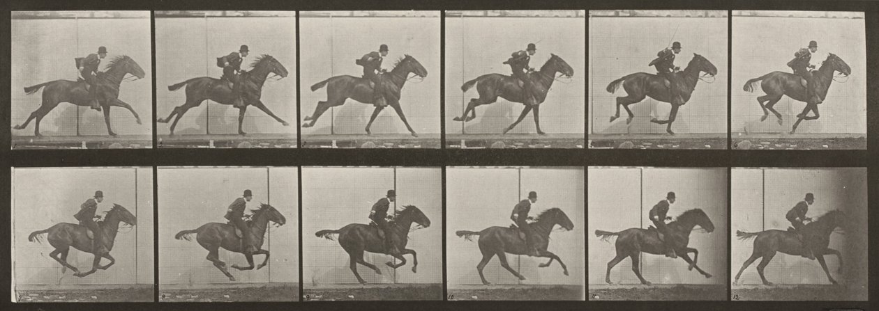 Prancha número 624. «Daisy» a galope, selada de Eadweard Muybridge