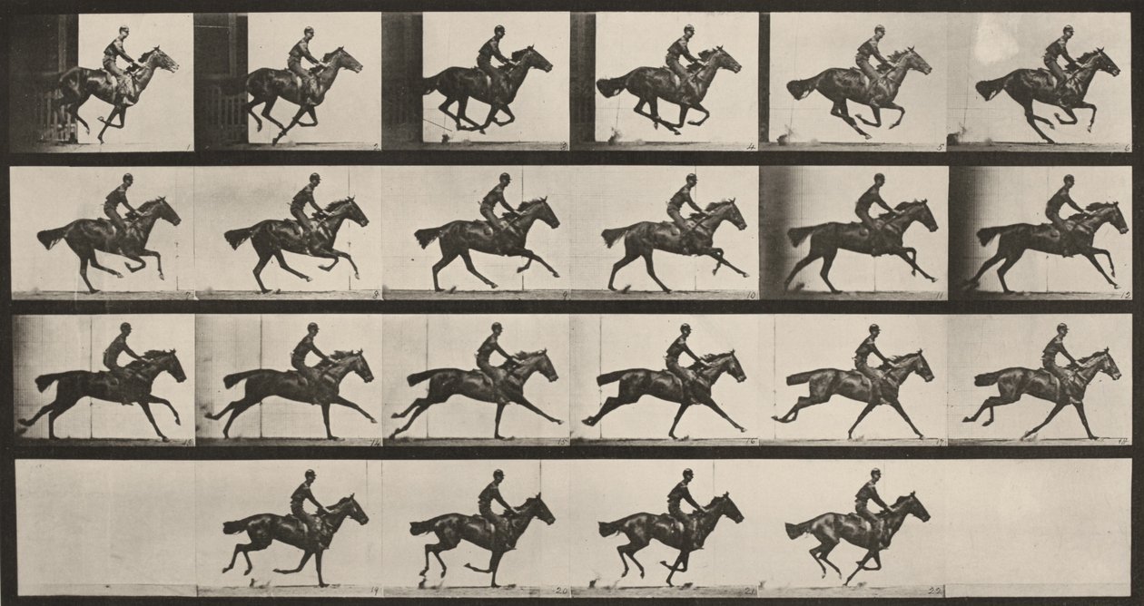 Prancha número 625. «Bouquet» a galope de Eadweard Muybridge