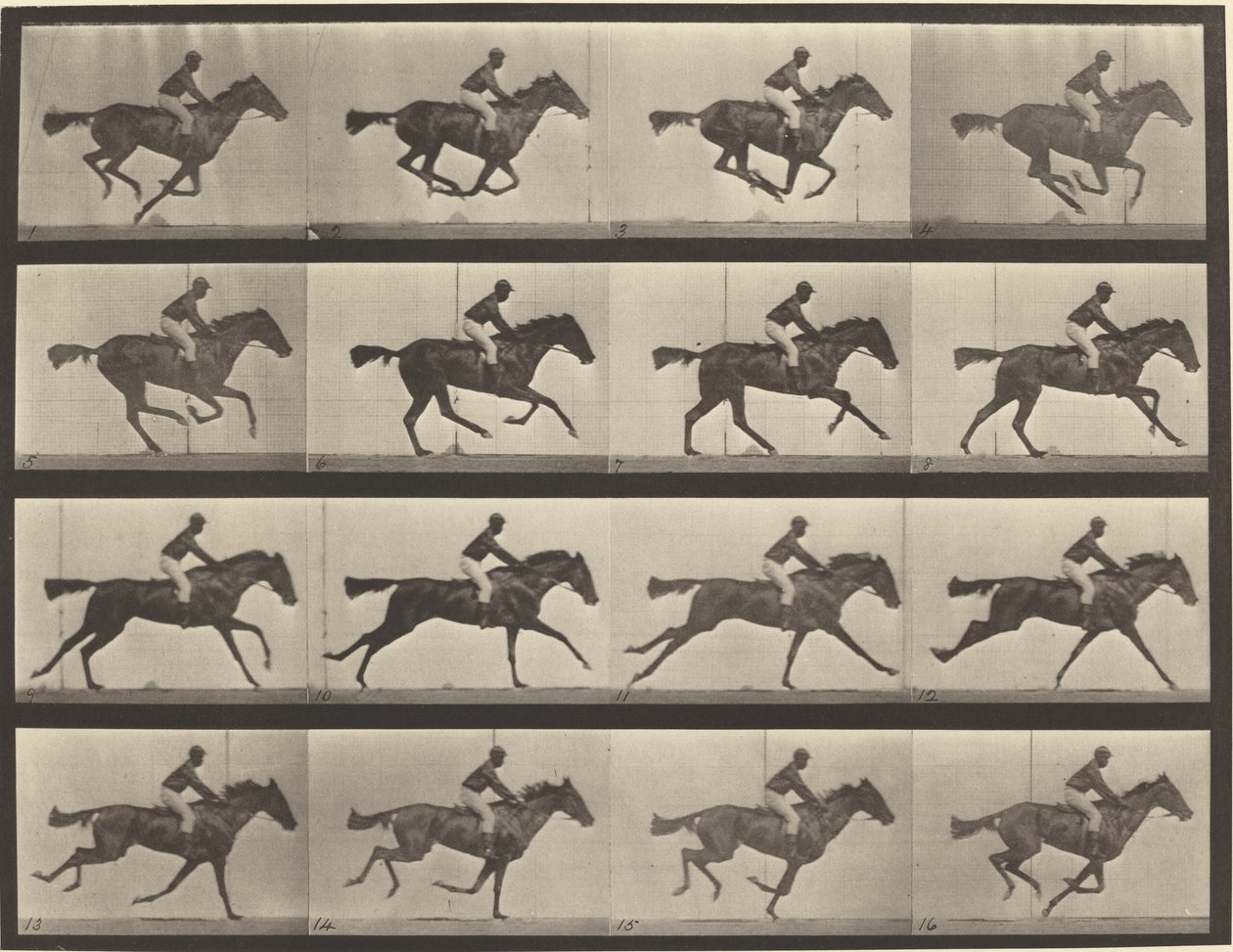 Placa número 626. Gallop, égua baia puro-sangue, Annie G. de Eadweard Muybridge