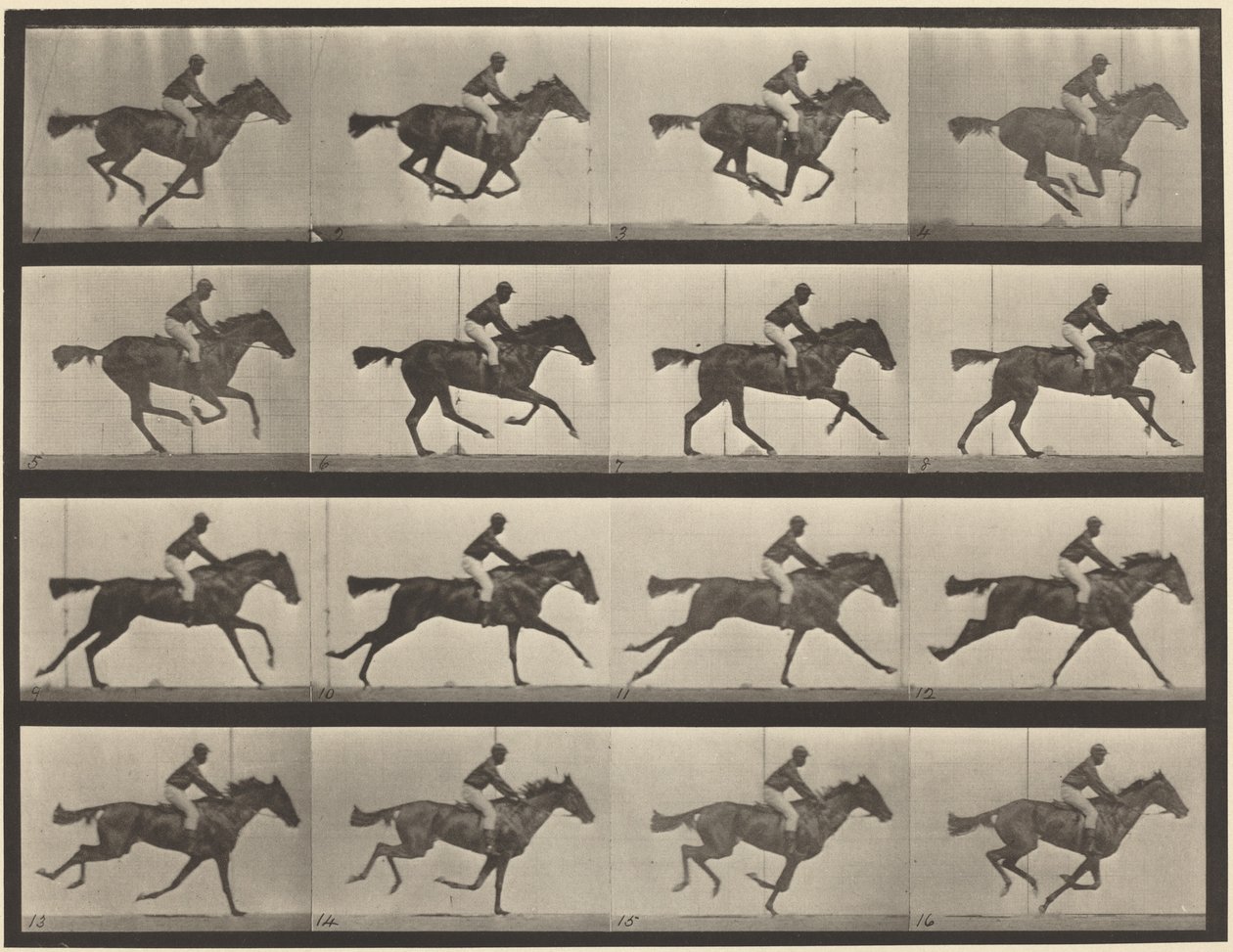 Prancha número 626. Galope, égua baia de raça pura, Annie G. de Eadweard Muybridge