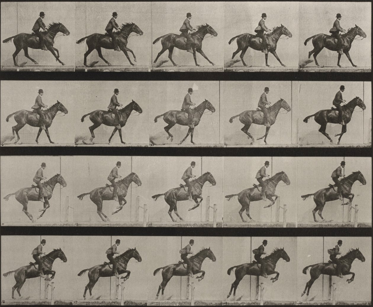 Prancha número 636. «Daisy» salta uma sebe, selada, preparando-se para o salto de Eadweard Muybridge