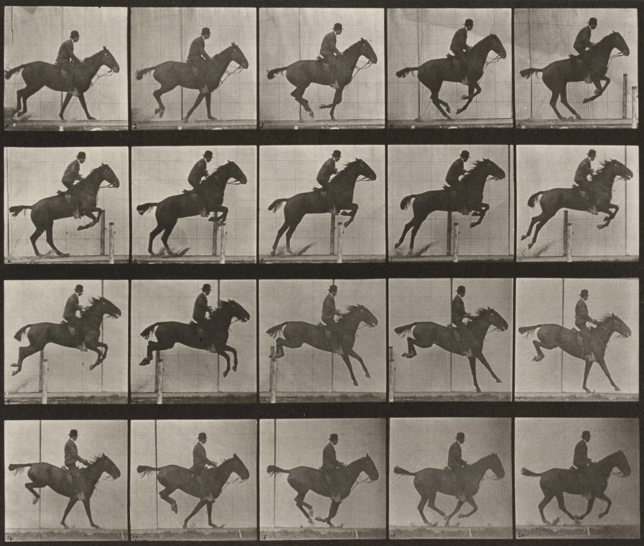 Prancha número 639. «Daisy» a saltar um obstáculo, selada de Eadweard Muybridge
