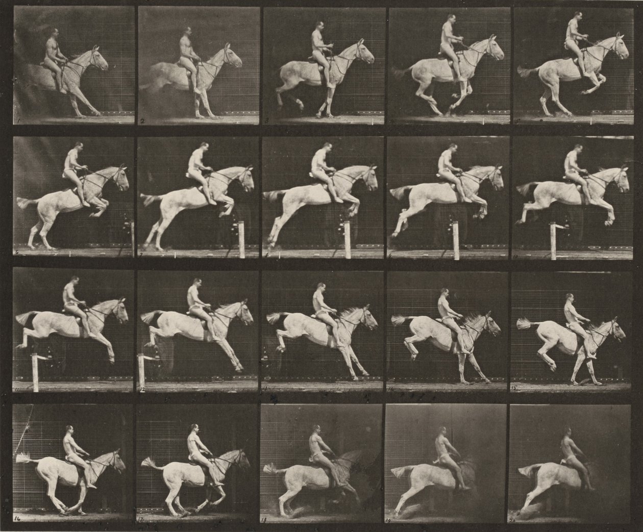 Prancha número 642. "Pandora" a saltar um obstáculo, selada; cavaleiro nu de Eadweard Muybridge