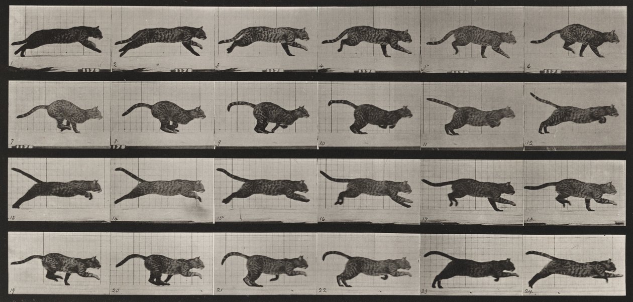 Prancha número 720. Gato; a galope de Eadweard Muybridge