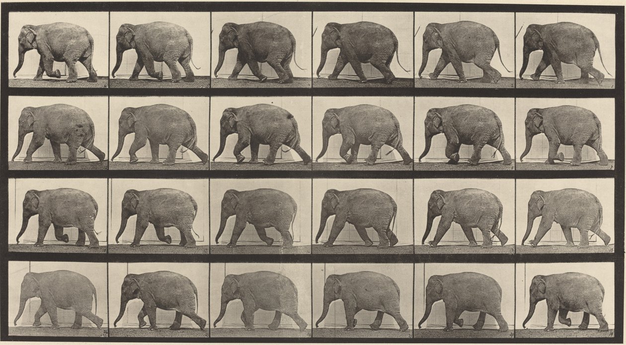 Placa número 733. Elefante andando de Eadweard Muybridge