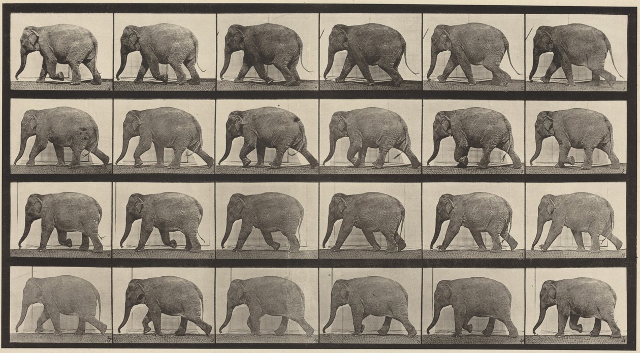 Prancha número 733. Elefante a caminhar de Eadweard Muybridge