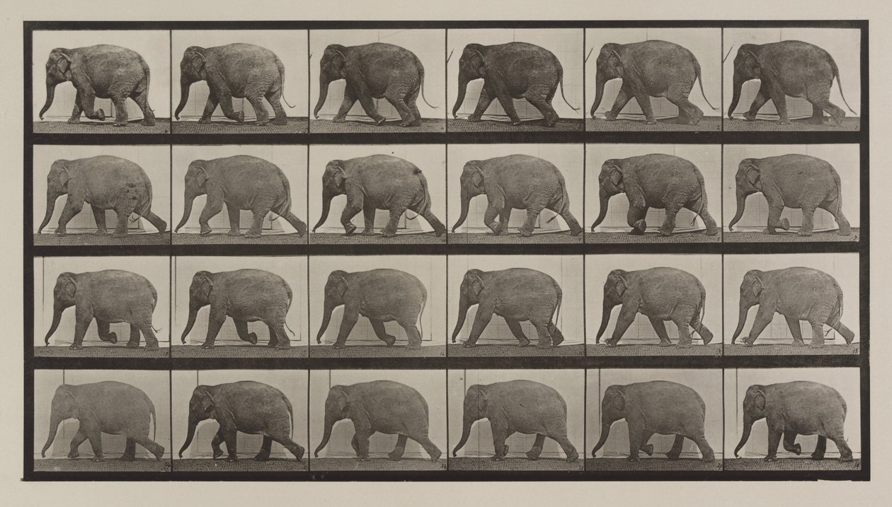 Placa número 733. Elefante andando de Eadweard Muybridge