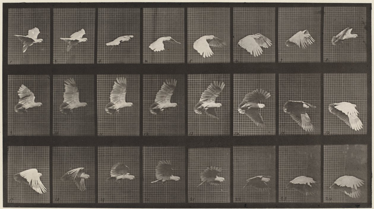 Placa número 758. Catatua voando, 1887 (foto) de Eadweard Muybridge