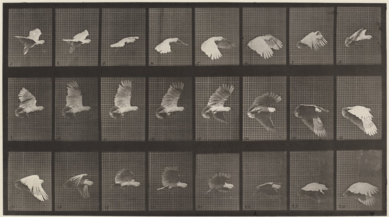 Placa número 758. Cacatua voando de Eadweard Muybridge