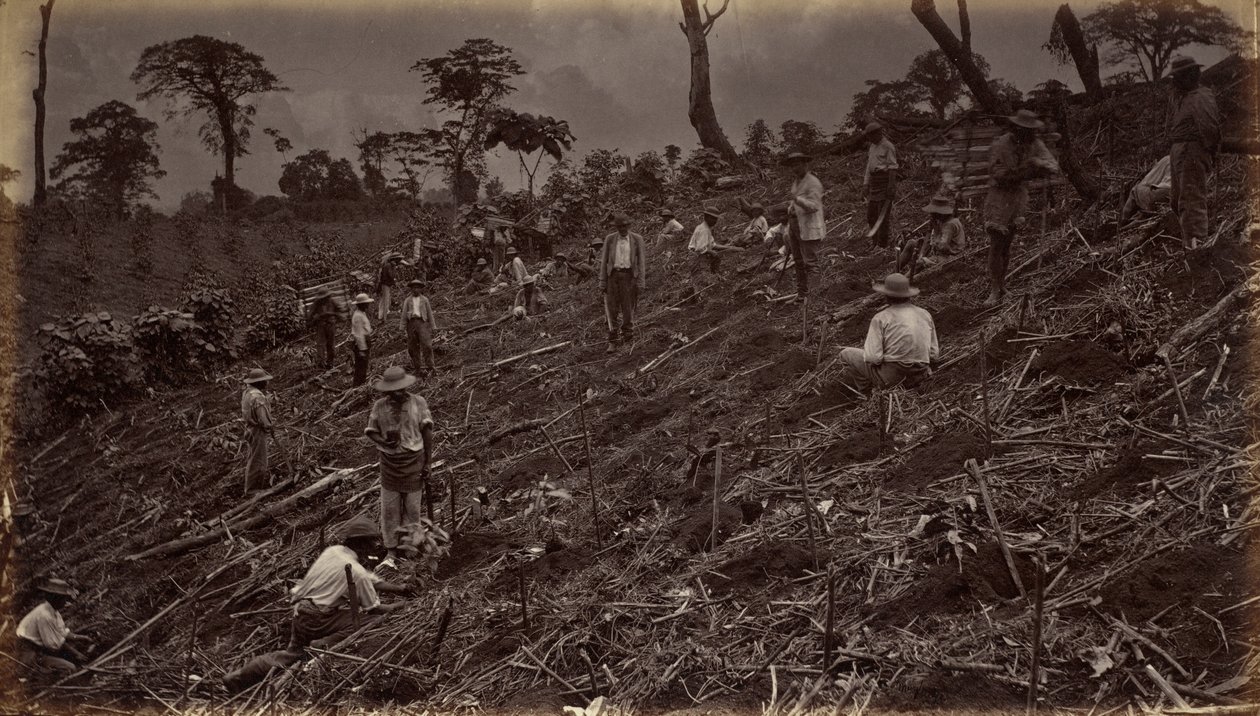 Instalação de uma plantação de café em Antigua de Guatemala de Eadweard Muybridge