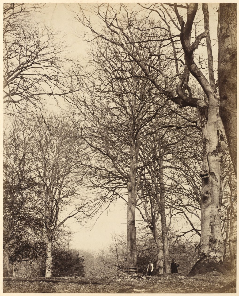 Faia da Rainha Adelaide, 1864 (foto) de Earl of Caithness