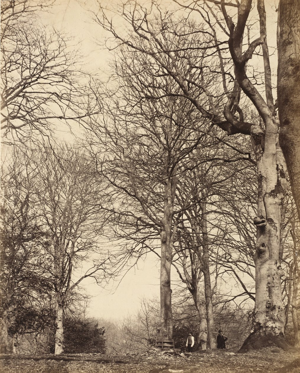 Faia da Rainha Adelaide, 1864 de Earl of Caithness