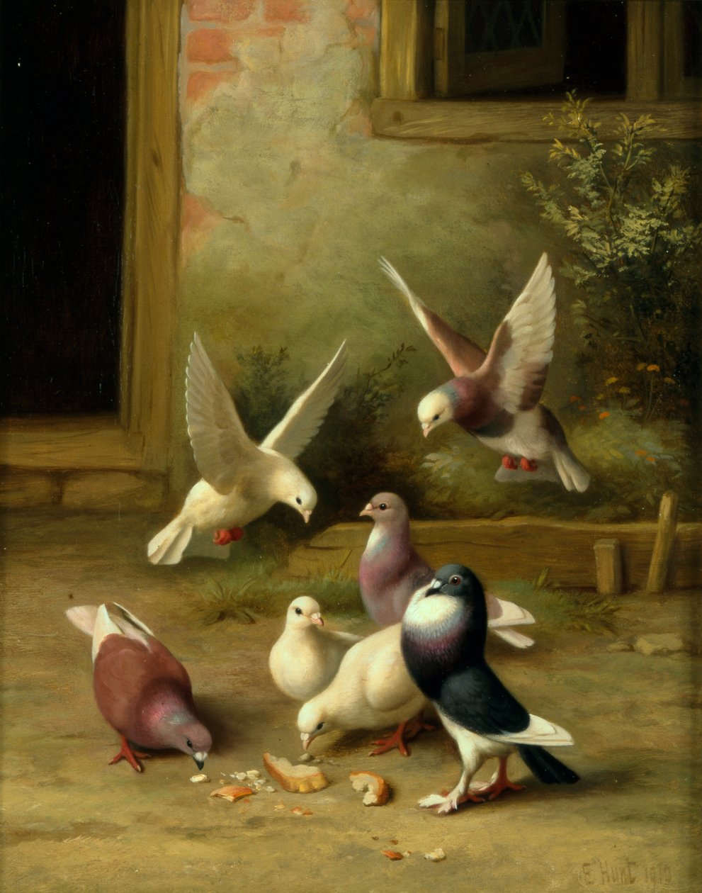 Pombas a alimentarem-se de Edgar Hunt