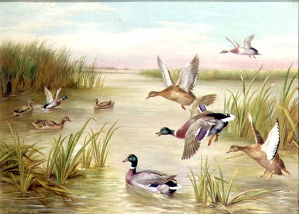 Patos em voo (óleo) (um de um par, ver também 24093) de Edgar Hunt