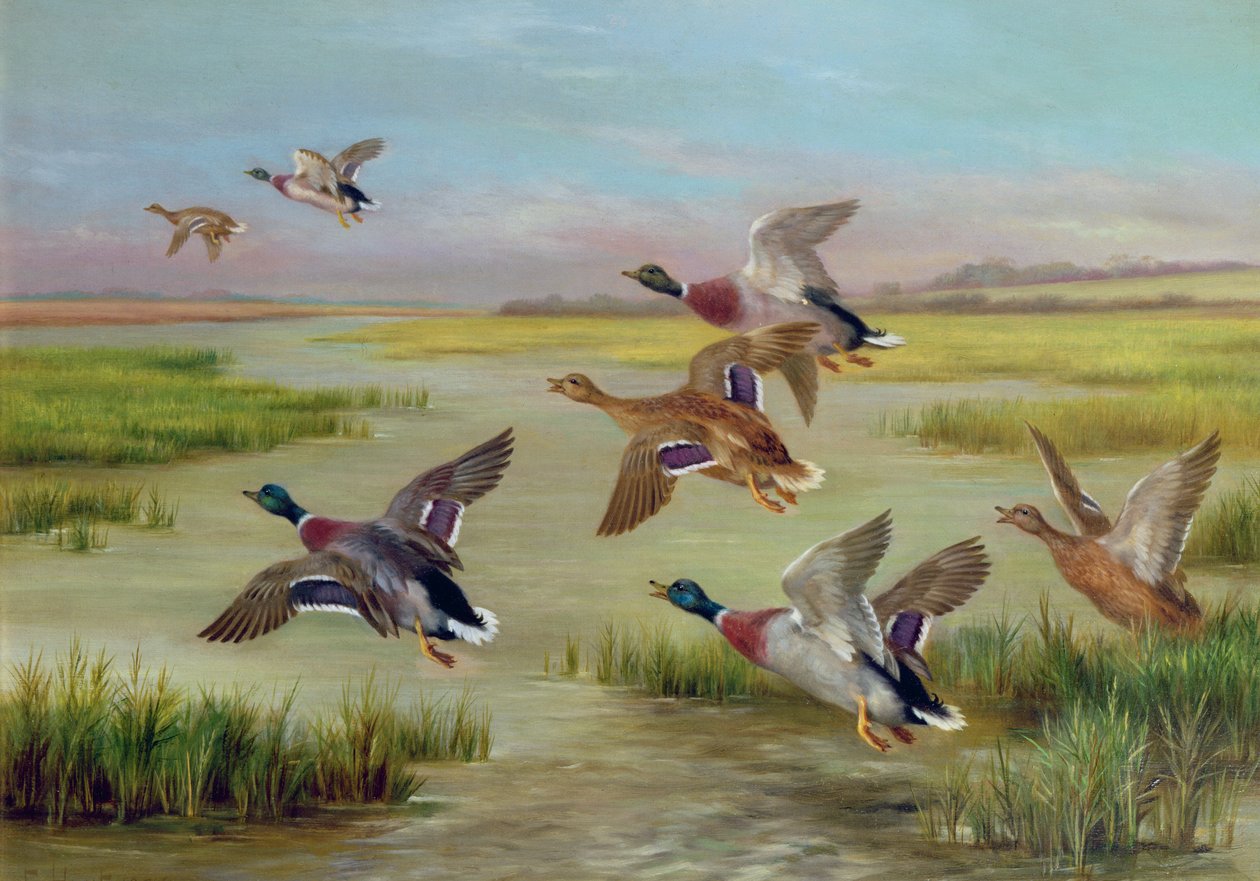 Patos em voo (óleo) (um de um par, ver também 24094) de Edgar Hunt