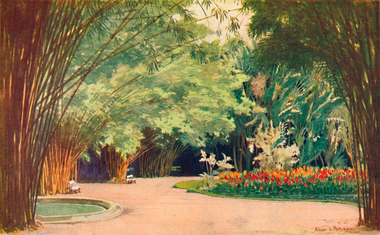 Um bosque de bambu - Jardim Botânico, 1914 de Edgar L. Pattison