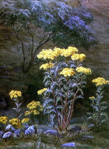Ragwort on a Bank (aguarela sobre papel) de Edith Martineau