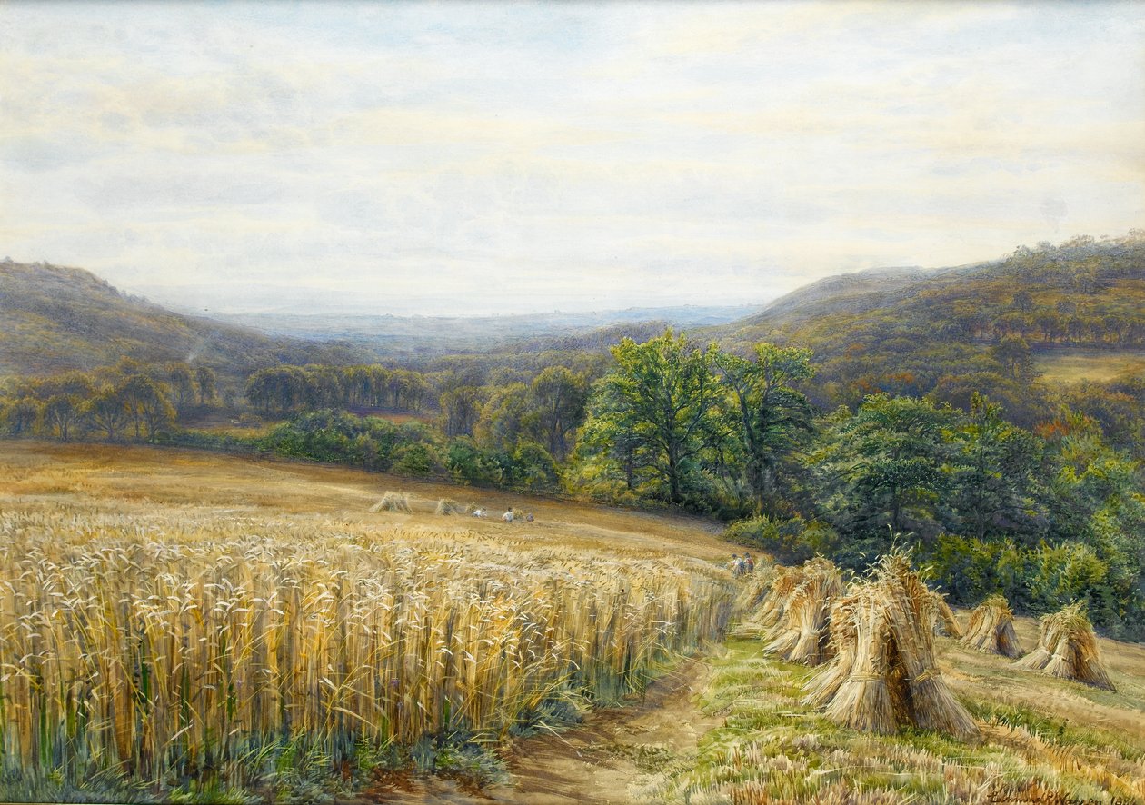 Tempo de Colheita perto de Ashburton, 1884 (wc e guache sobre papel) de Edmund George Warren