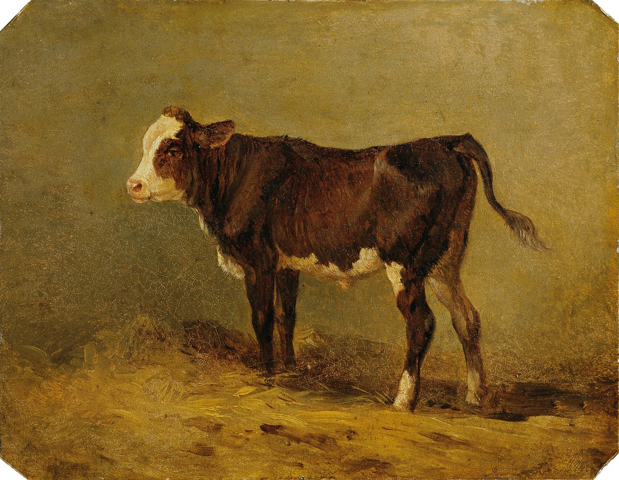 Calf de Edmund Mahlknecht
