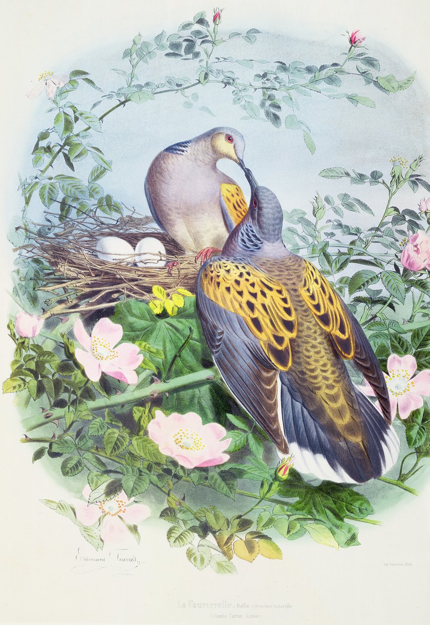 Um par de pombas de tartaruga de Edouard Travies