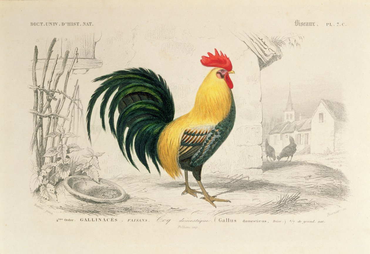 Domestic Cock, ilustração de &39;Universal Dictionary of Natural History&39; por Charles d&39;Orbigny, gravada por A. Fournier, 1839-49 de Edouard Travies