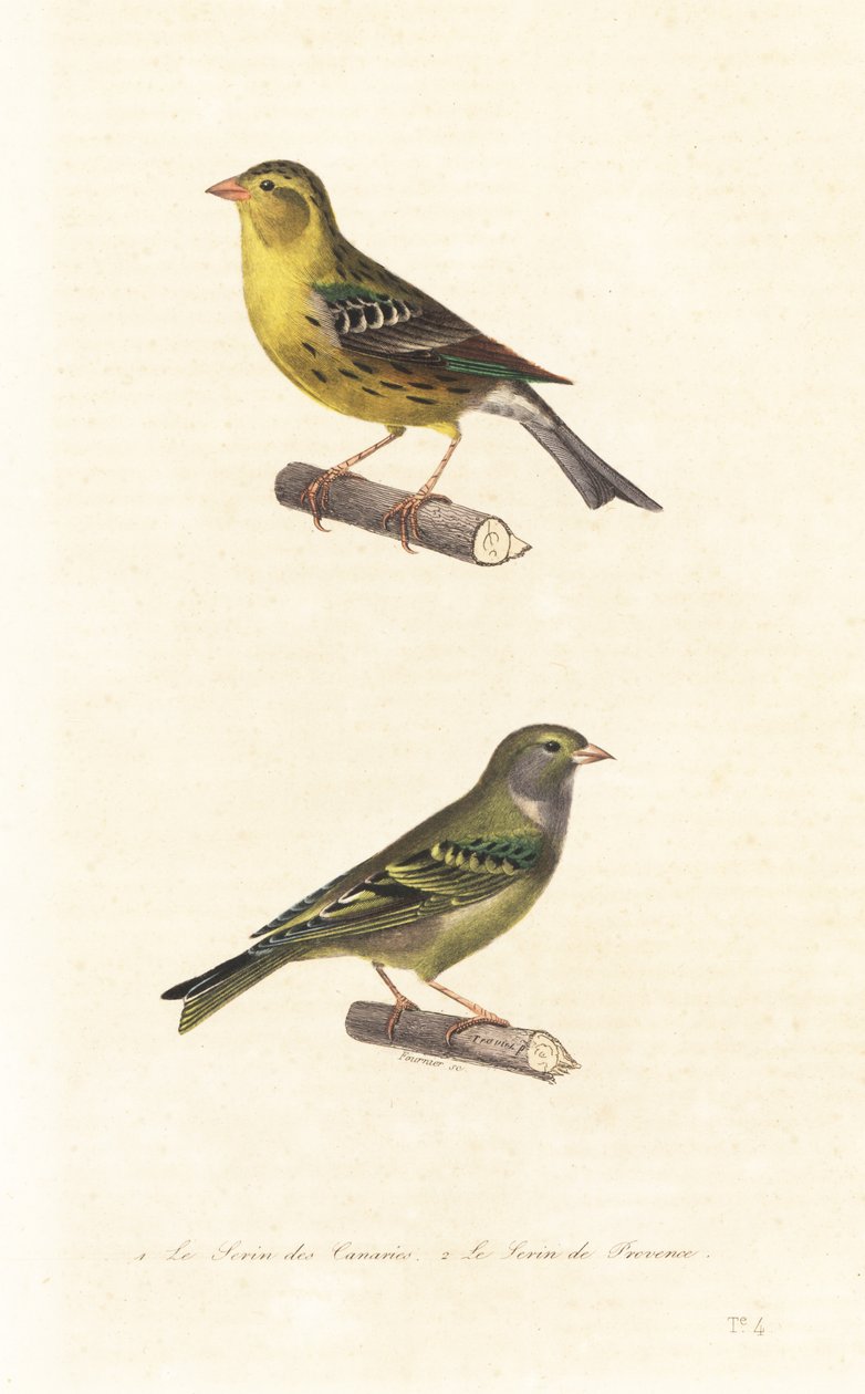 canário atlântico e serin europeu. de Edouard (after) Travies