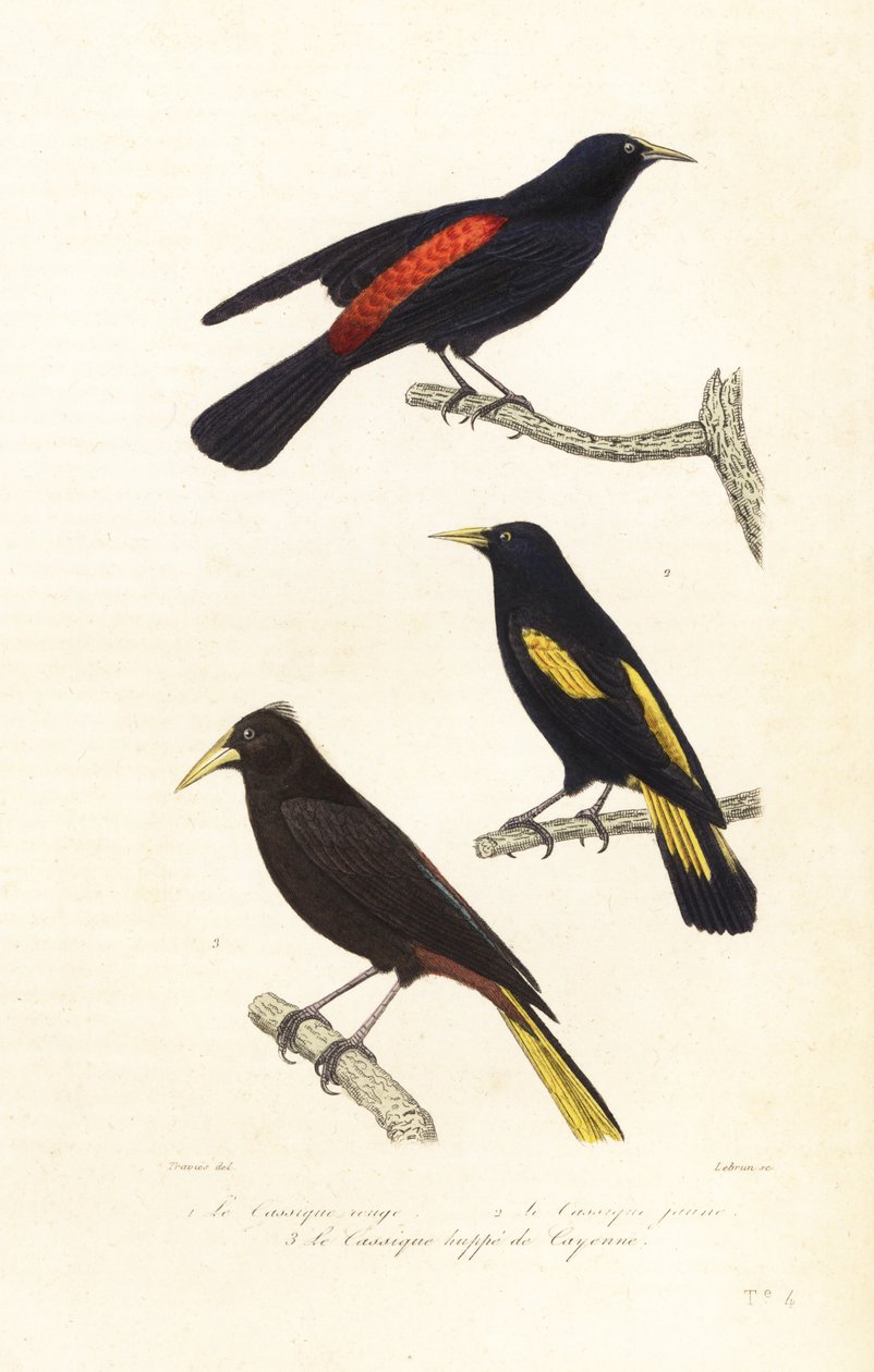 Espécies de cacique e oropendola com crista. de Edouard (after) Travies
