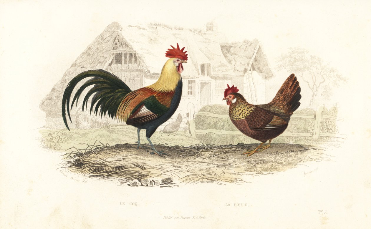 Galo e galinha, Phasianus gallus. de Edouard (after) Travies