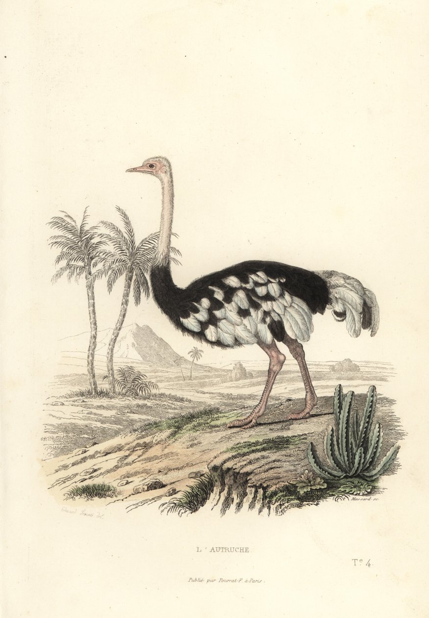 A avestruz comum, Struthio camelus. de Edouard (after) Travies