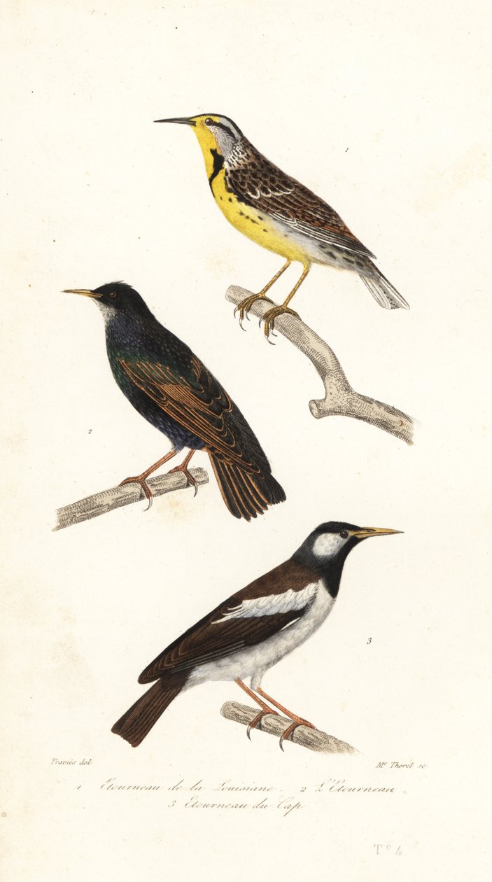 Cotovia oriental, estorninho e myna malhado. de Edouard (after) Travies