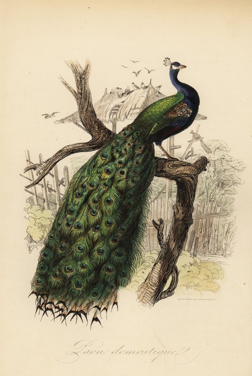 Pavo cristatus, Pavo peafowl de Edouard (after) Travies