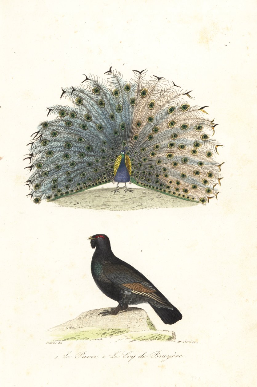 Pavão-da-índia e capercaillie ocidental. de Edouard (after) Travies
