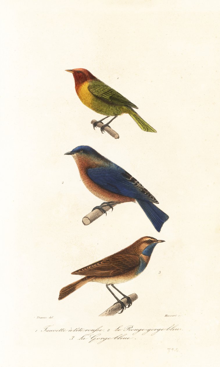Nashville warbler, bluebird oriental e bluethroat. de Edouard (after) Travies