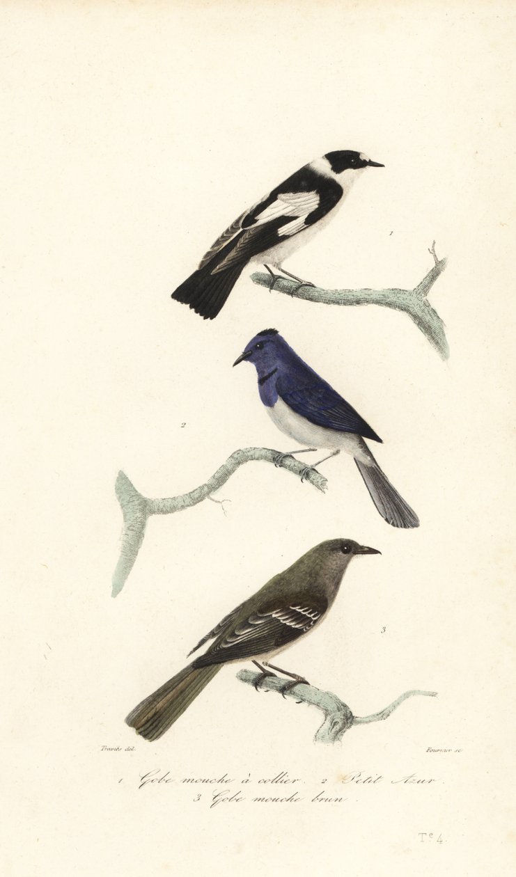 Apanhador de moscas de piquete, apanhador de moscas azuis e brancas e fanta da Nova Zelândia de Edouard (after) Travies