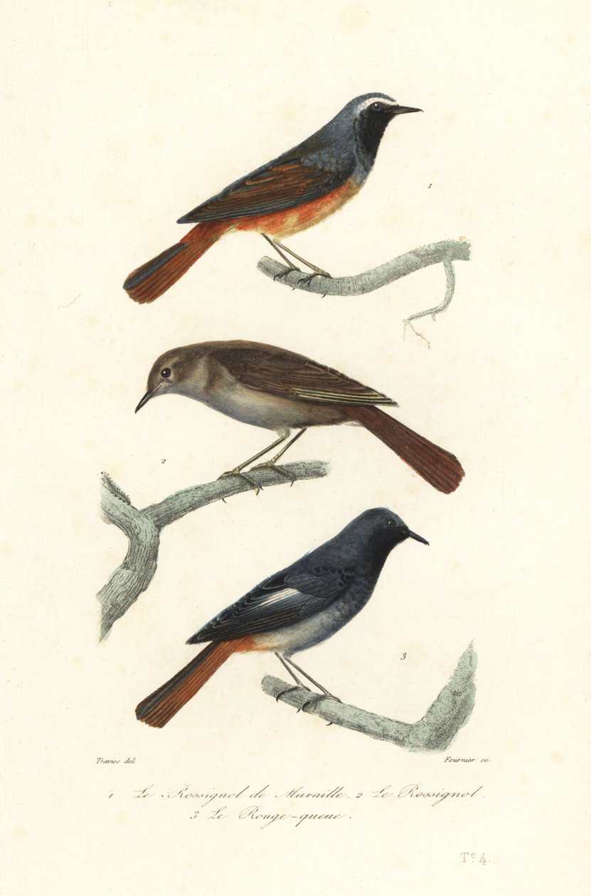 Redstart, rouxinol de tordo e black redstart. de Edouard (after) Travies