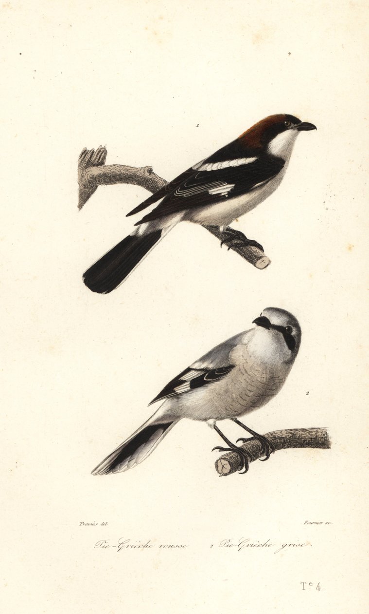 Woodchat shrike e great grey shrike. de Edouard (after) Travies